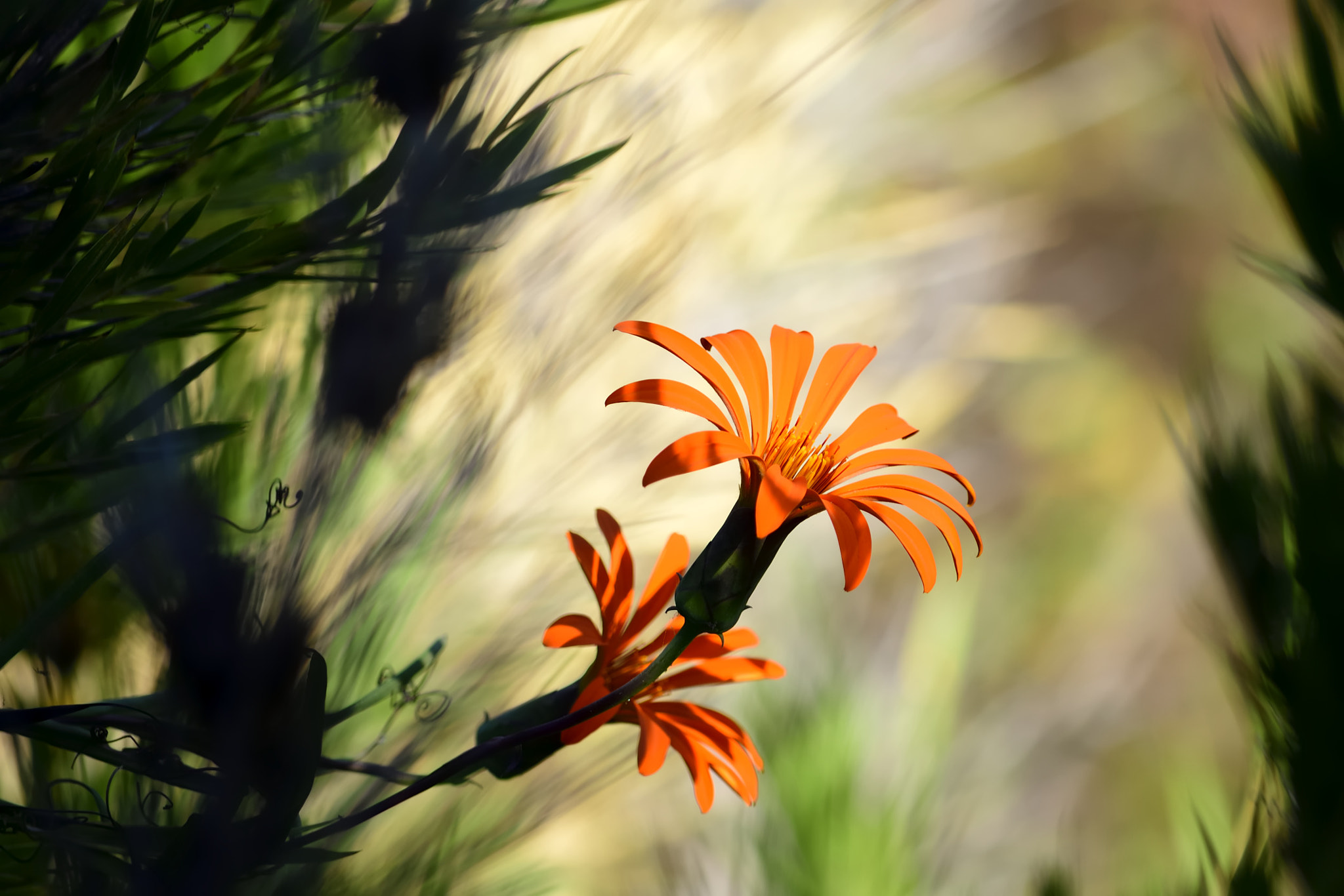 Nikon D610 sample photo. Mutisia photography
