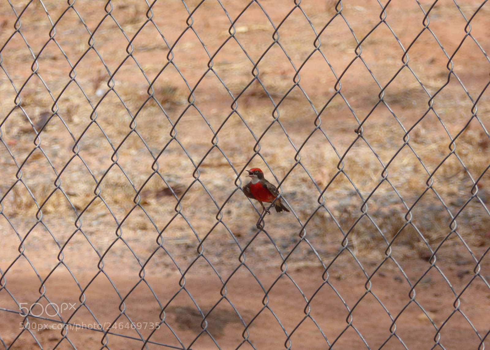 Panasonic Lumix DMC-ZS40 (Lumix DMC-TZ60) sample photo. Crimson chat photography
