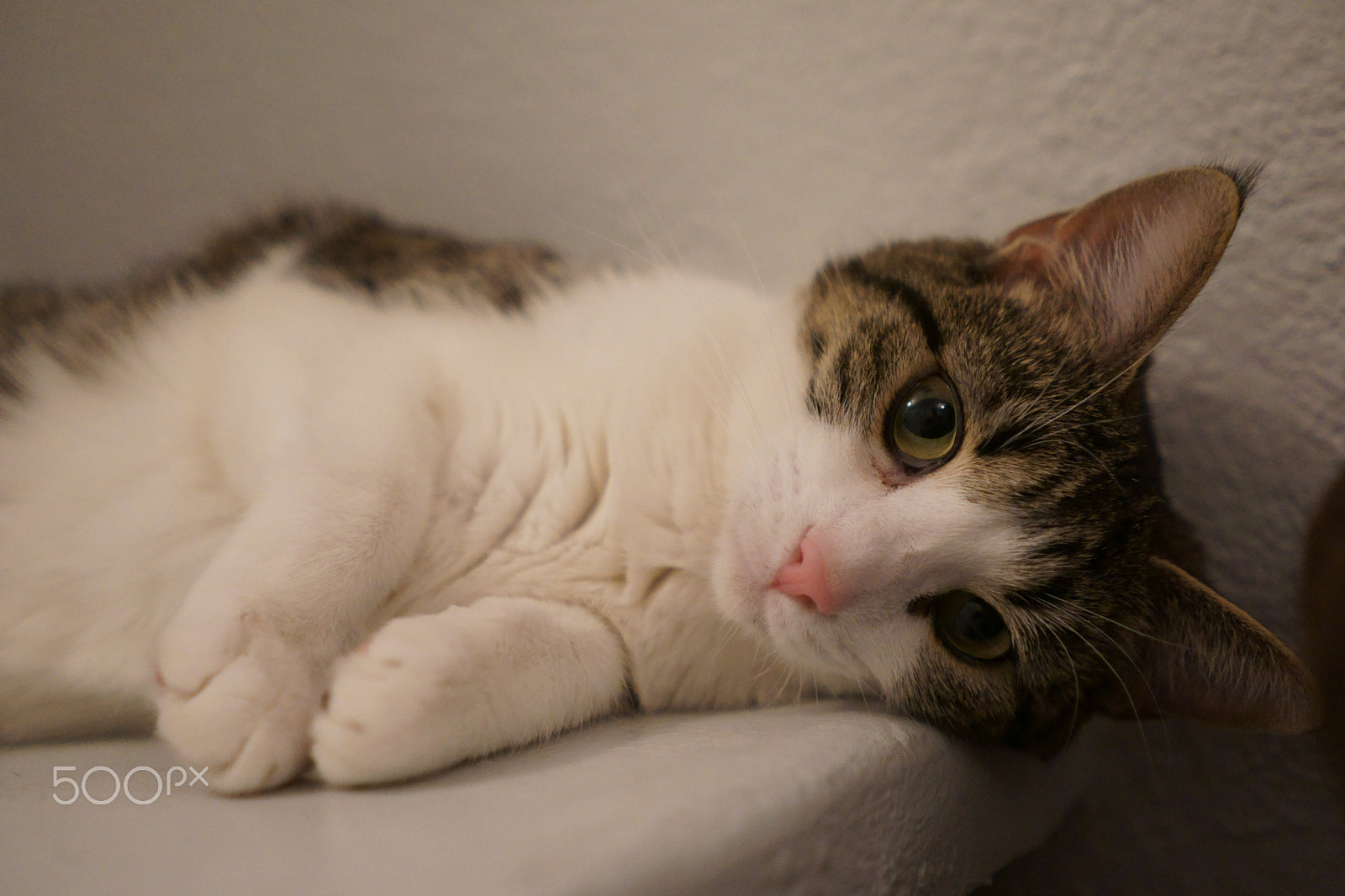 Sony FE 28mm F2 sample photo. Xena photography