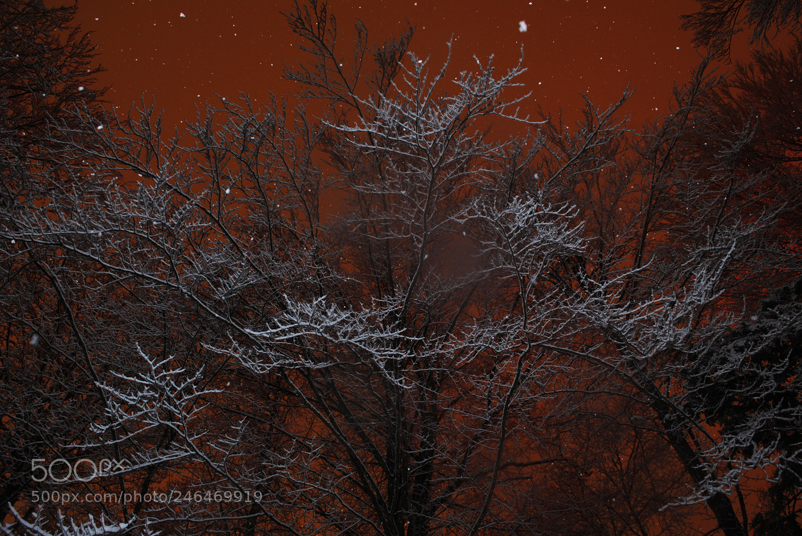 Nikon D3000 sample photo. Der schnee im wald. photography
