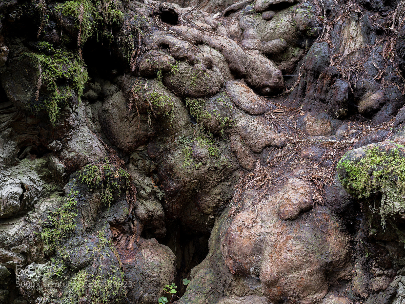 Pentax 645Z sample photo. Old-growth redwood, walker road photography