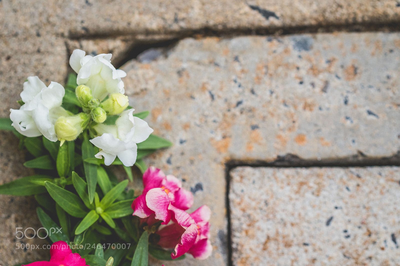 Canon EOS 7D Mark II sample photo. Grace abounds photography