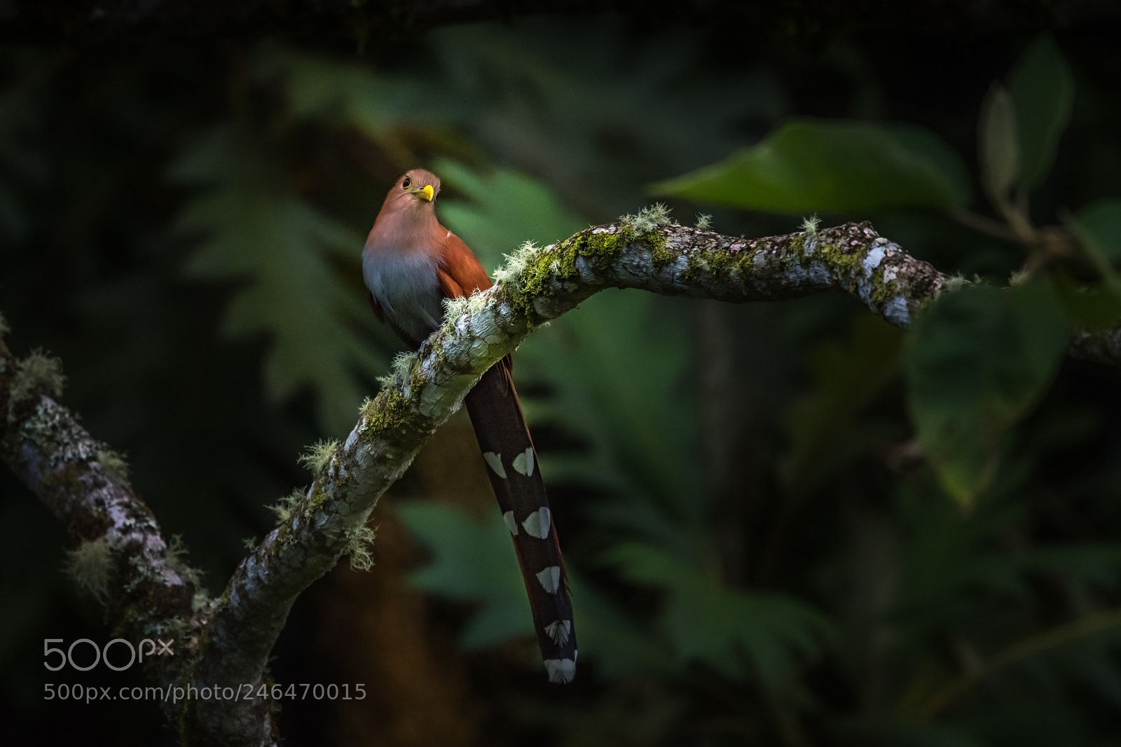 Nikon D500 sample photo. Squirrel cuckoo photography