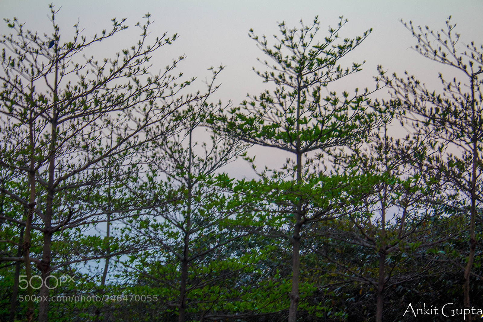 Canon EOS 700D (EOS Rebel T5i / EOS Kiss X7i) sample photo. Trees photography