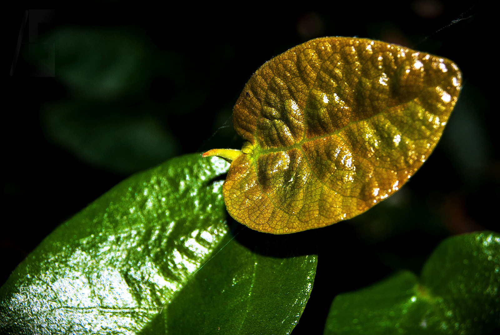 Nikon D40X sample photo. Tan iguales photography