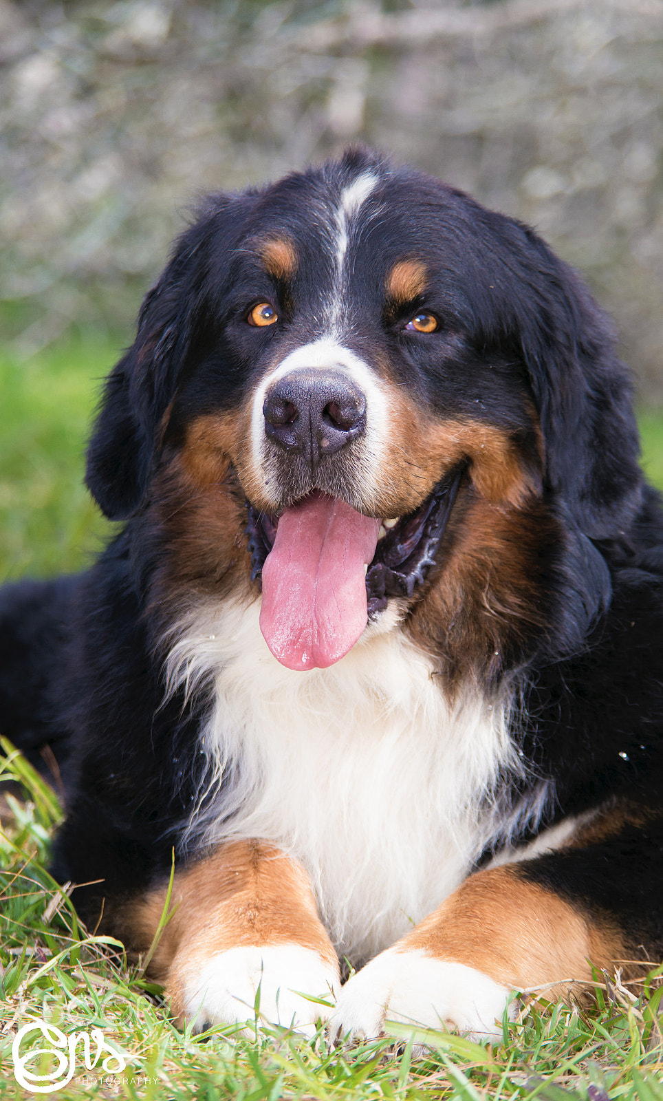 Samsung NX1000 sample photo. Dogs sessions boyero de photography