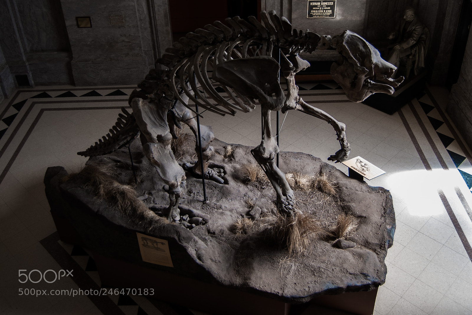Nikon D40X sample photo. Dinosaurio gigante photography