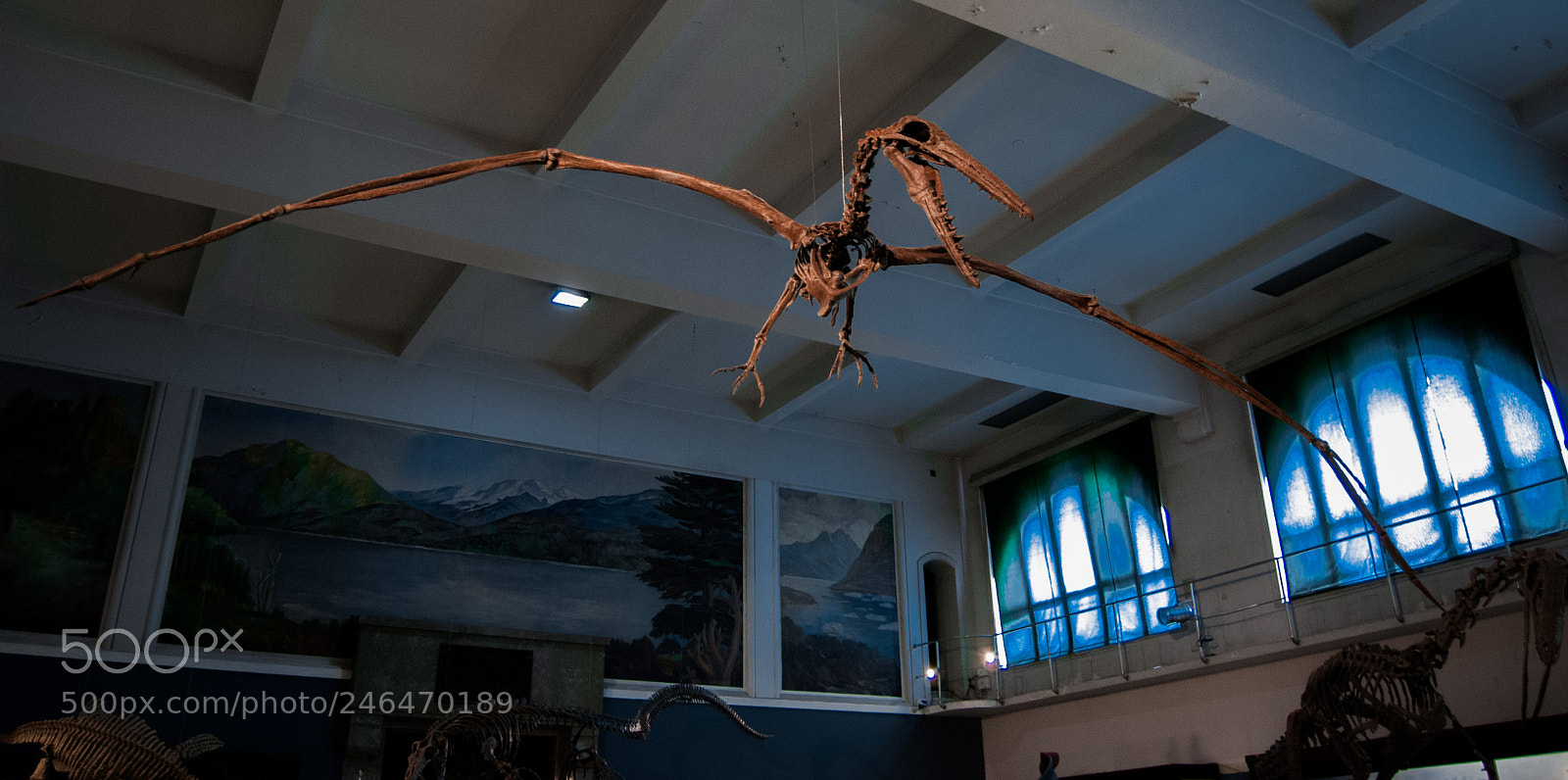 Nikon D40X sample photo. Dinosaurio volador photography