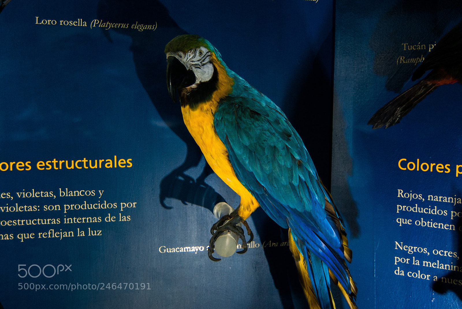 Nikon D40X sample photo. Guacamayo azul y amarillo photography