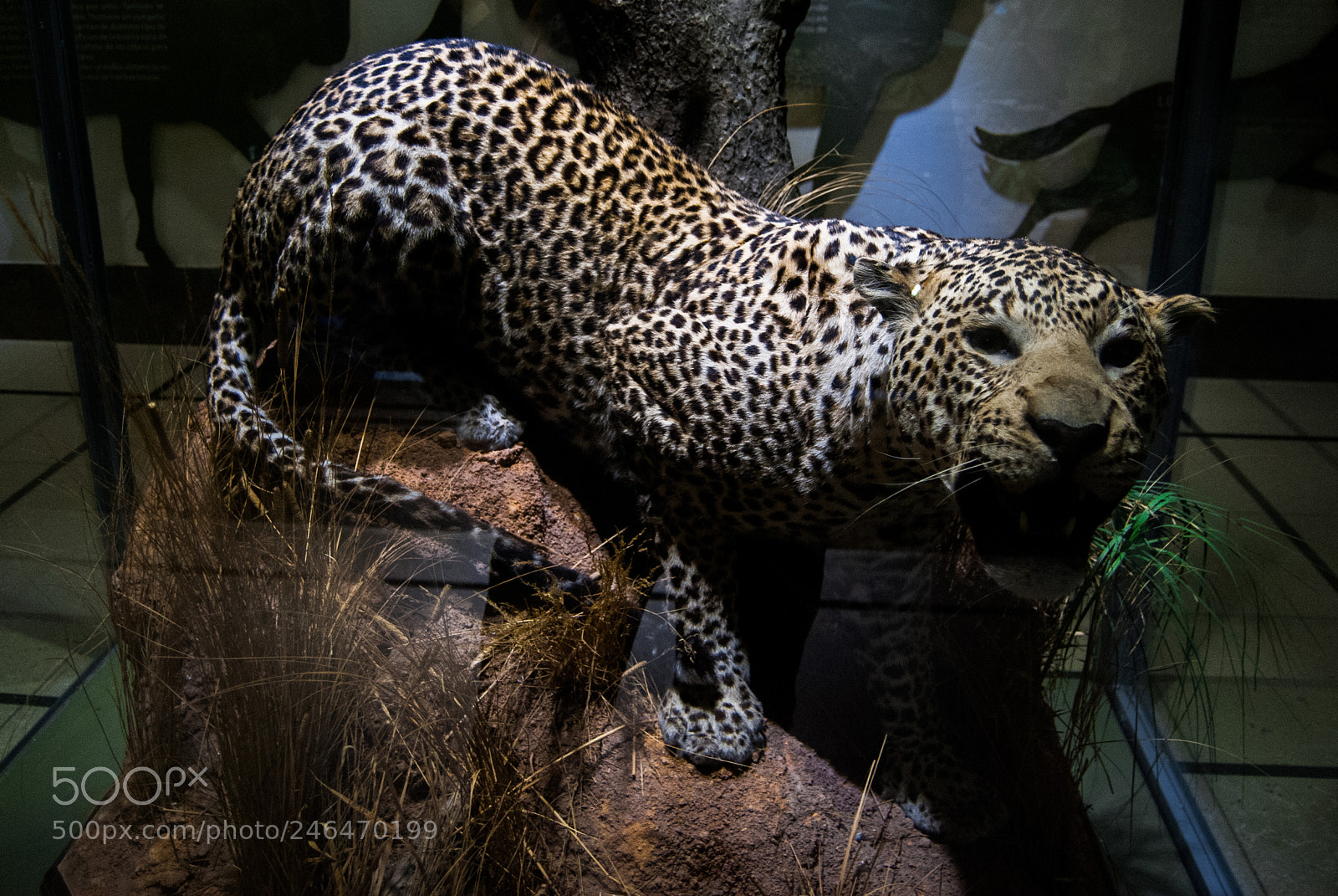 Nikon D40X sample photo. Leopardo photography