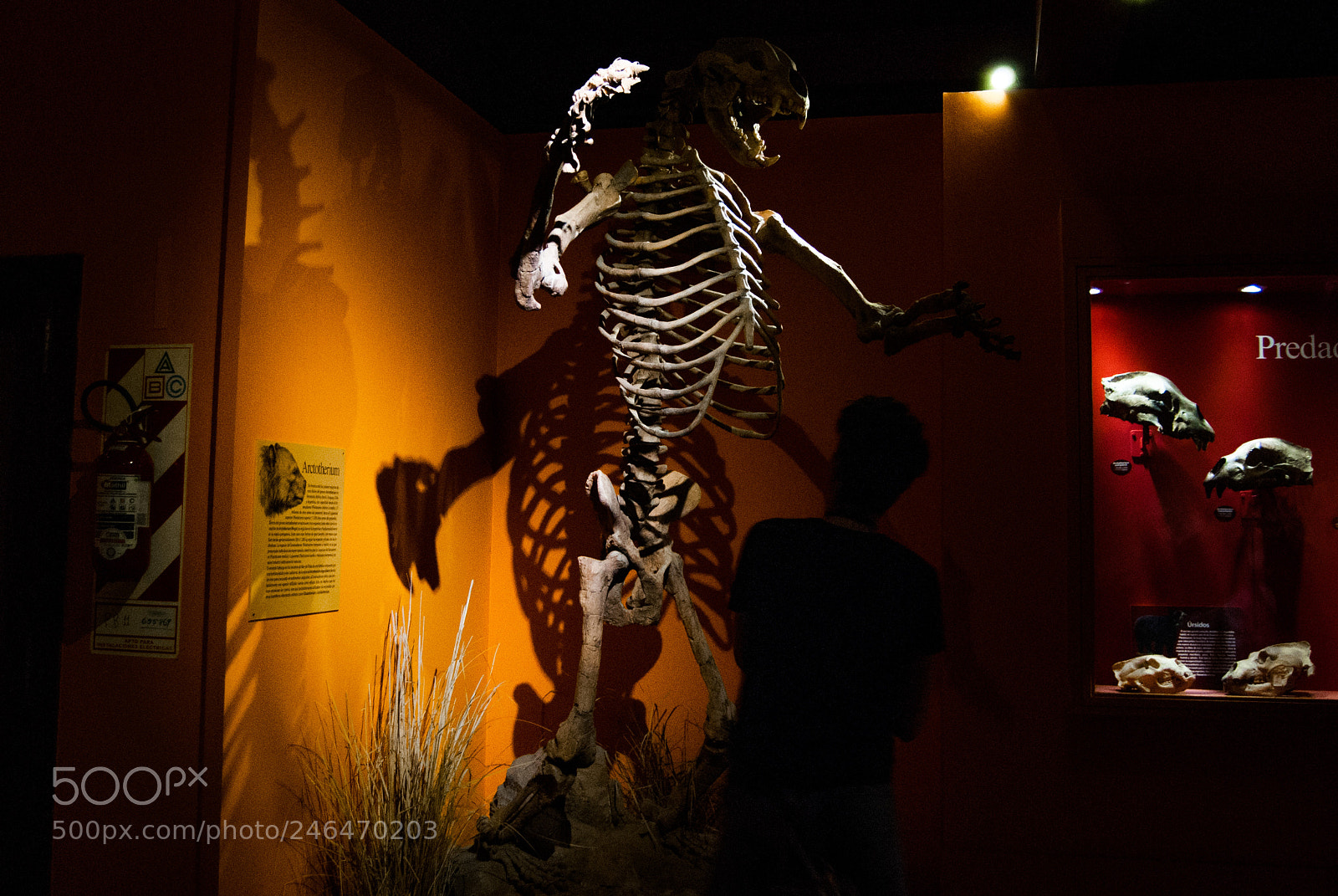 Nikon D40X sample photo. Mono gigante photography
