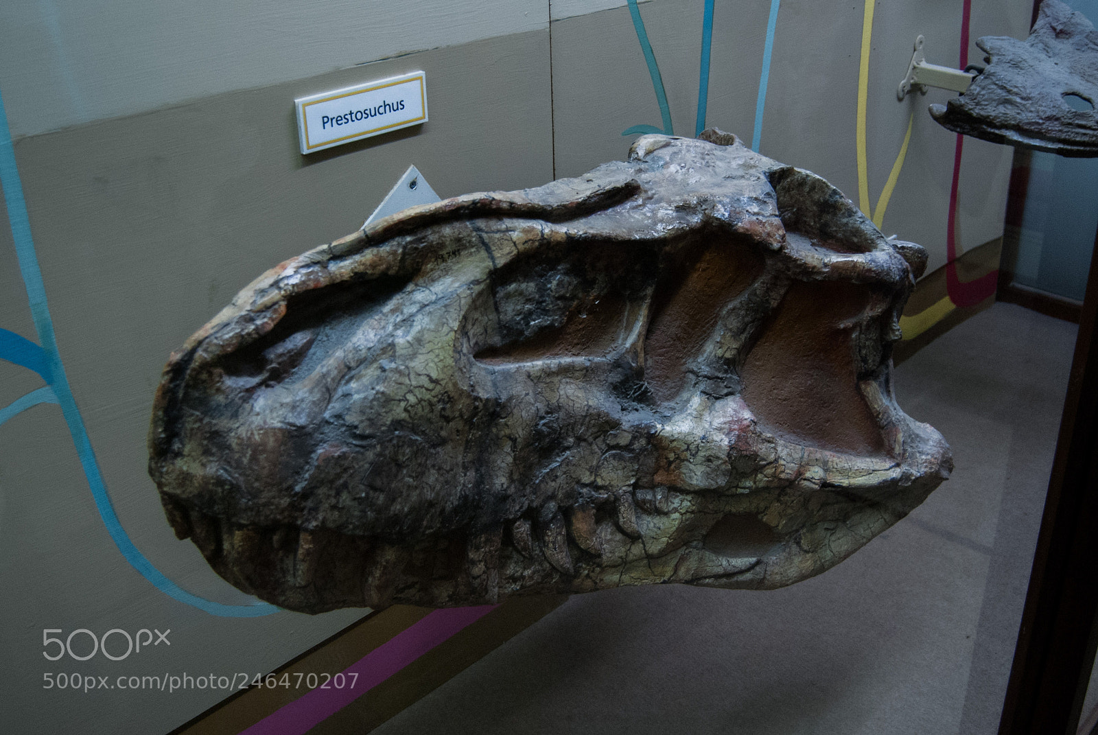 Nikon D40X sample photo. Prestosuchus photography