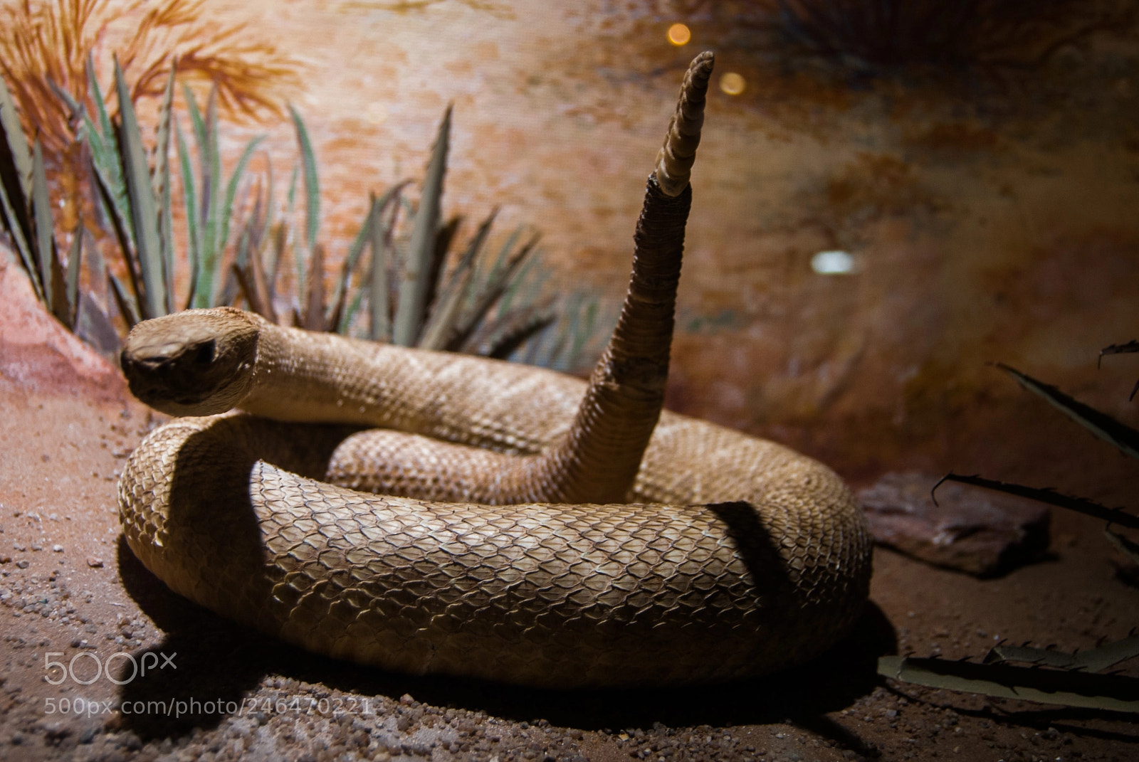 Nikon D40X sample photo. Serpiente photography