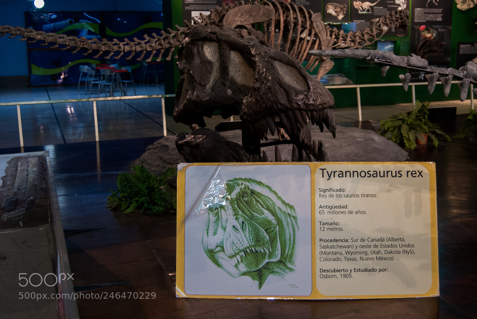 Nikon D40X sample photo. Tyrannosaurus rex photography