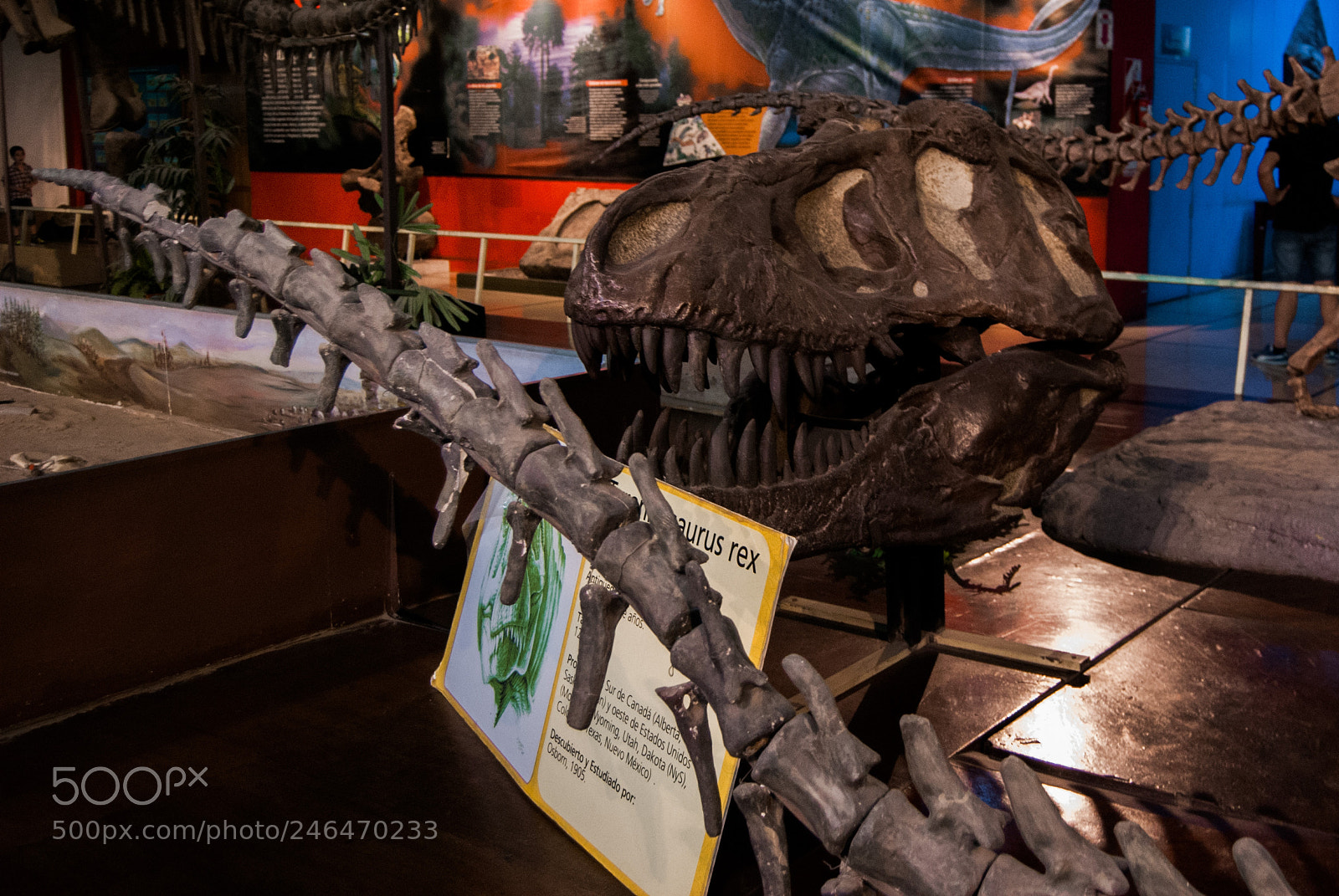 Nikon D40X sample photo. Tyrannosaurus rex photography