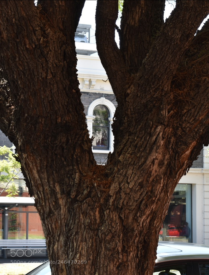 Nikon D5600 sample photo. Peek a boo photography