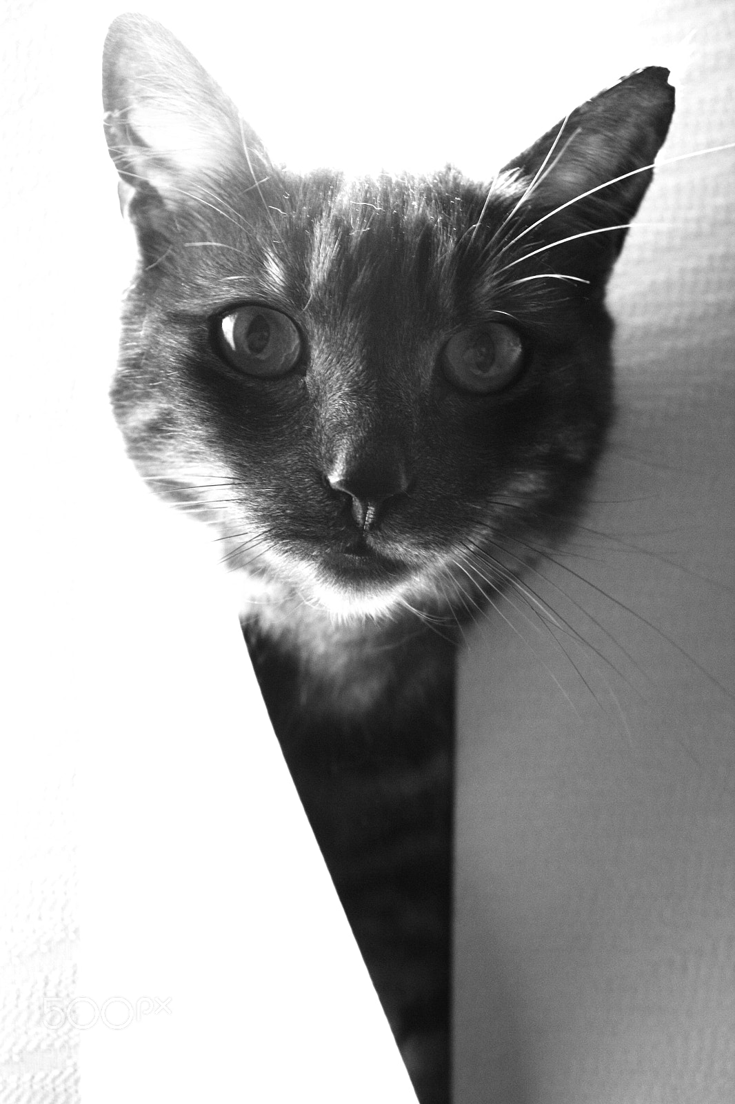 Canon EOS 450D (EOS Rebel XSi / EOS Kiss X2) sample photo. Fudge b/w photography