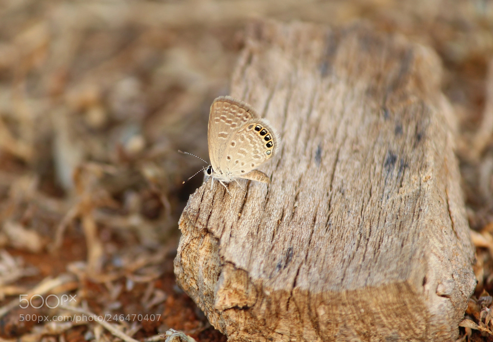 Canon EOS 1300D (EOS Rebel T6 / EOS Kiss X80) sample photo. Tiny beauty photography