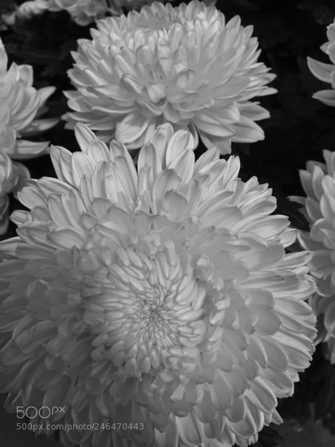 Apple iPhone 6s sample photo. Crysantamun photography