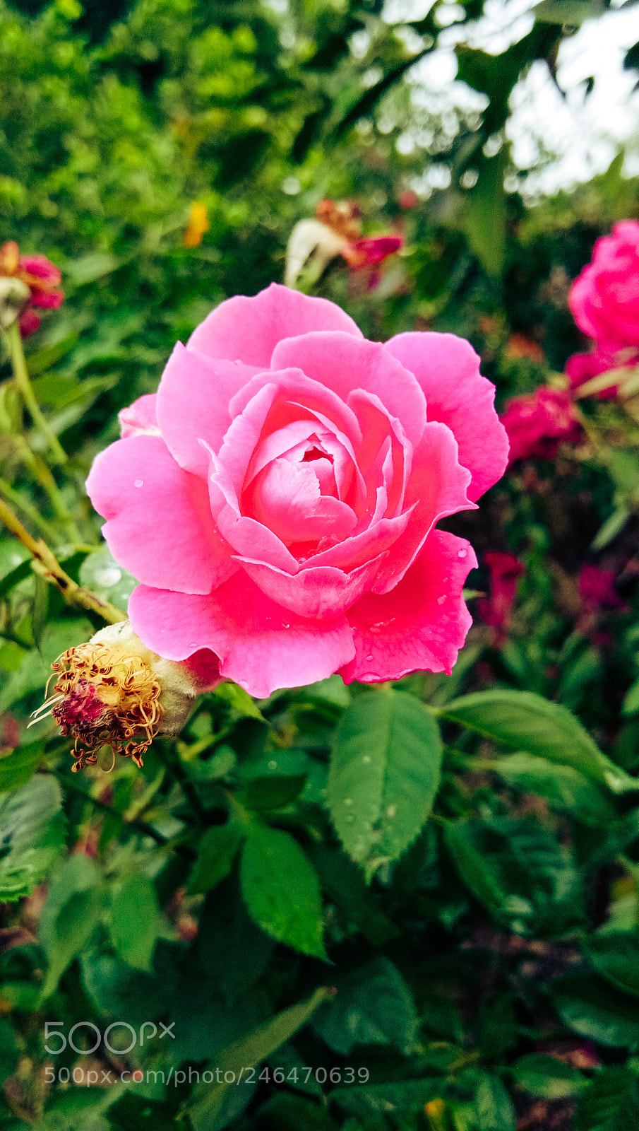 vivo 1601 sample photo. Flower photography