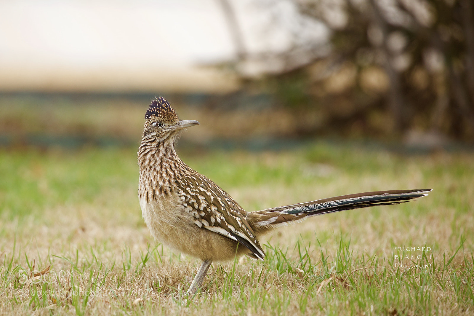 Canon EOS 5D Mark IV sample photo. The roadrunner pose photography