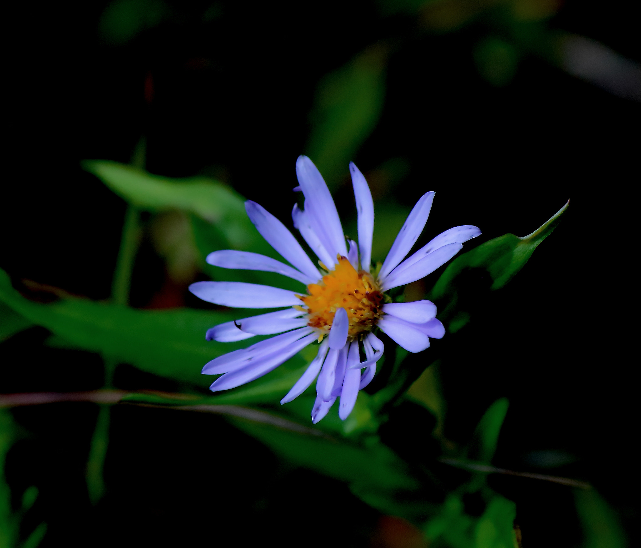Canon EF-S 55-250mm F4-5.6 IS II sample photo. Delicate photography