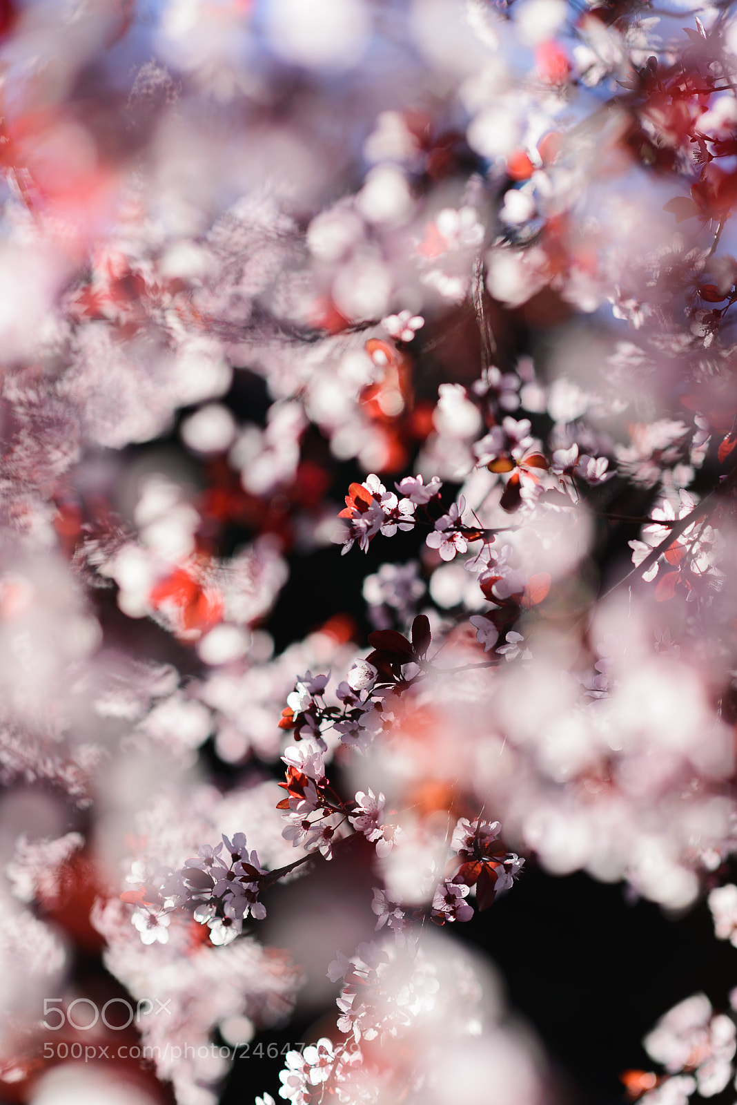Nikon D610 sample photo. Just spring... just blossoming photography