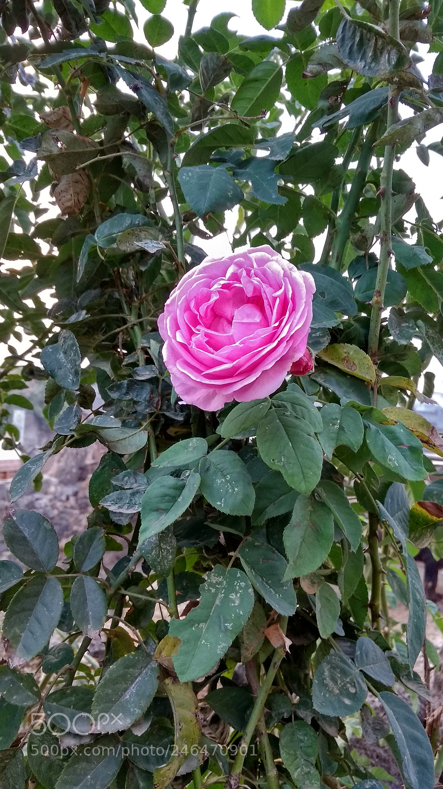 Xiaomi Redmi 4A sample photo. Untitled photography