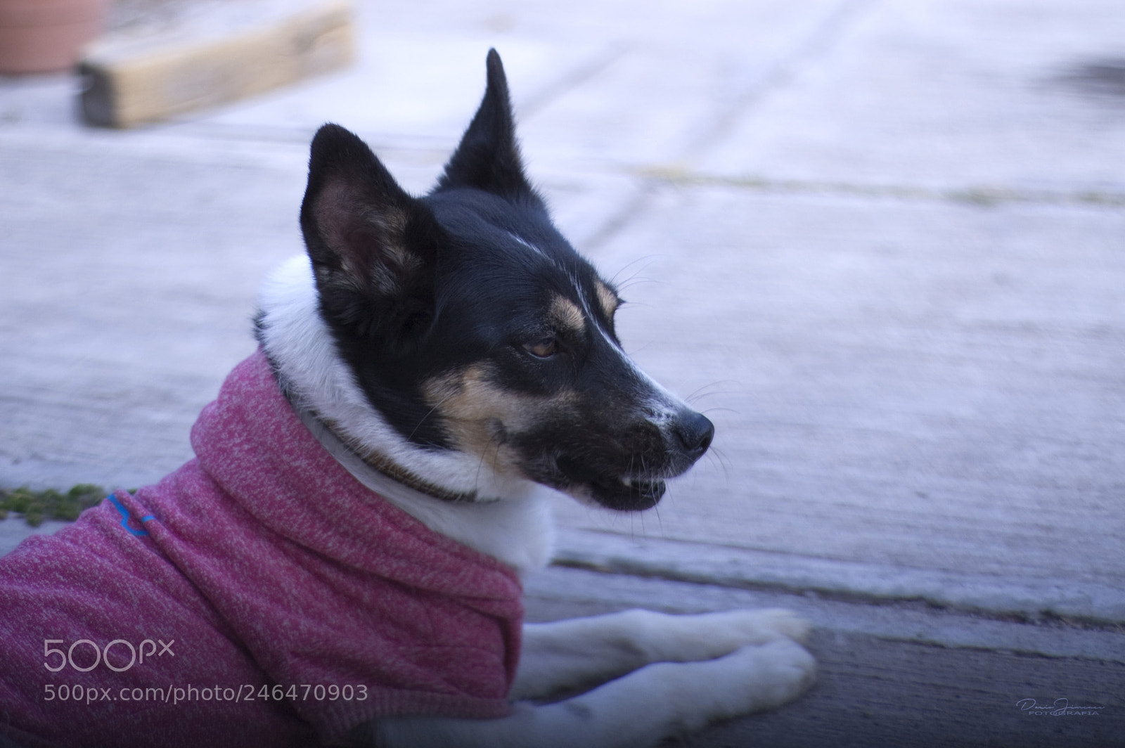 Nikon D50 sample photo. Direwolf 2 photography