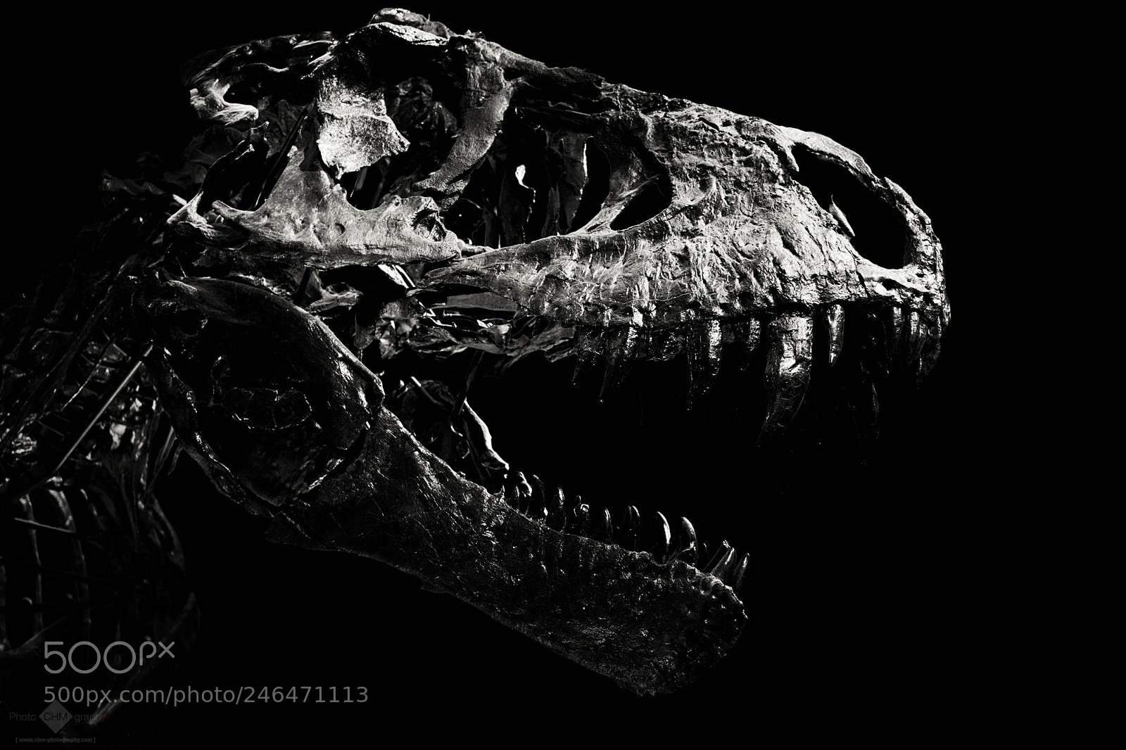 Nikon D7100 sample photo. Tyrannosaurus rex photography