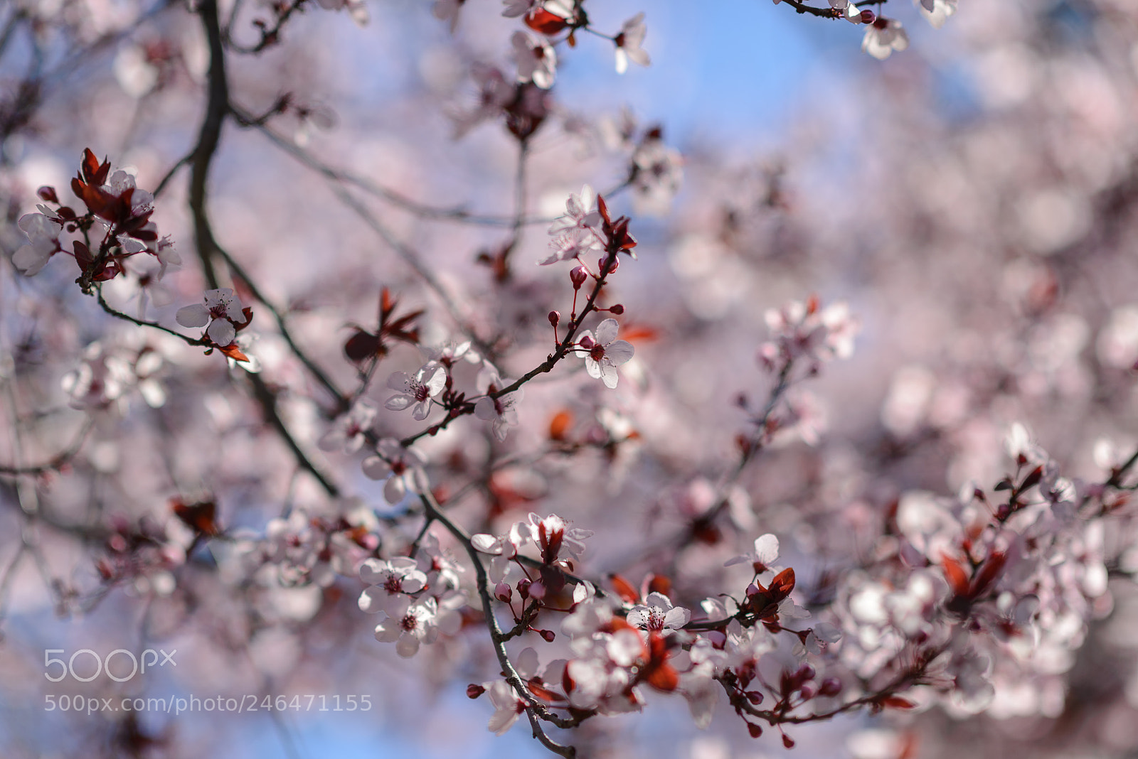 Nikon D610 sample photo. Just spring... just blossoming photography