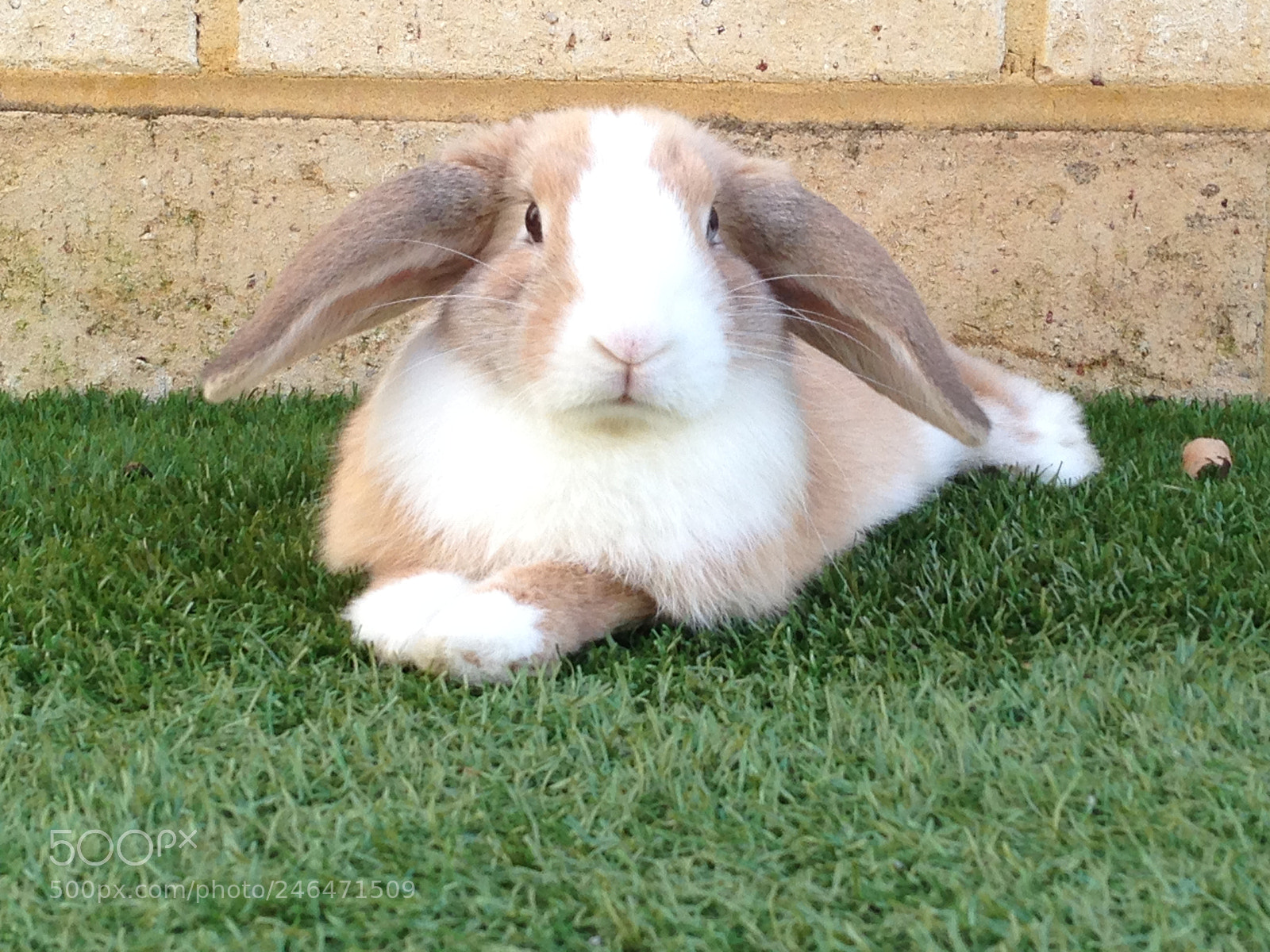 Apple iPhone 5 sample photo. Rabbit photography