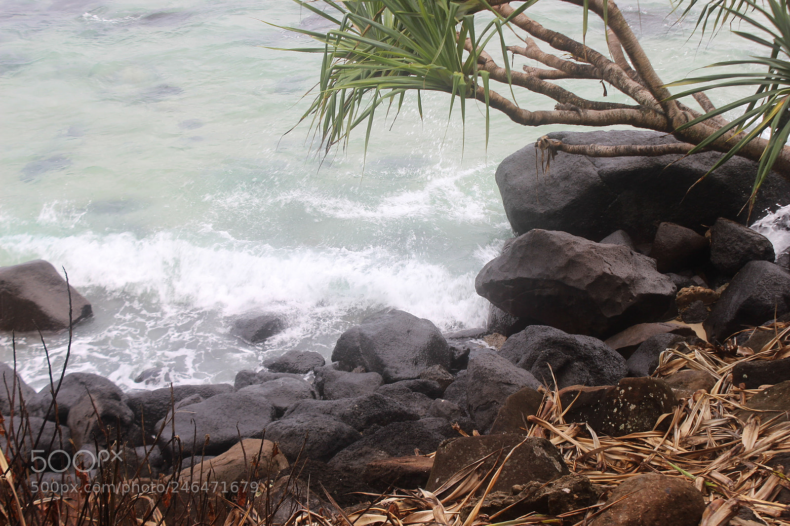 Canon EOS 600D (Rebel EOS T3i / EOS Kiss X5) sample photo. Australian life on the photography