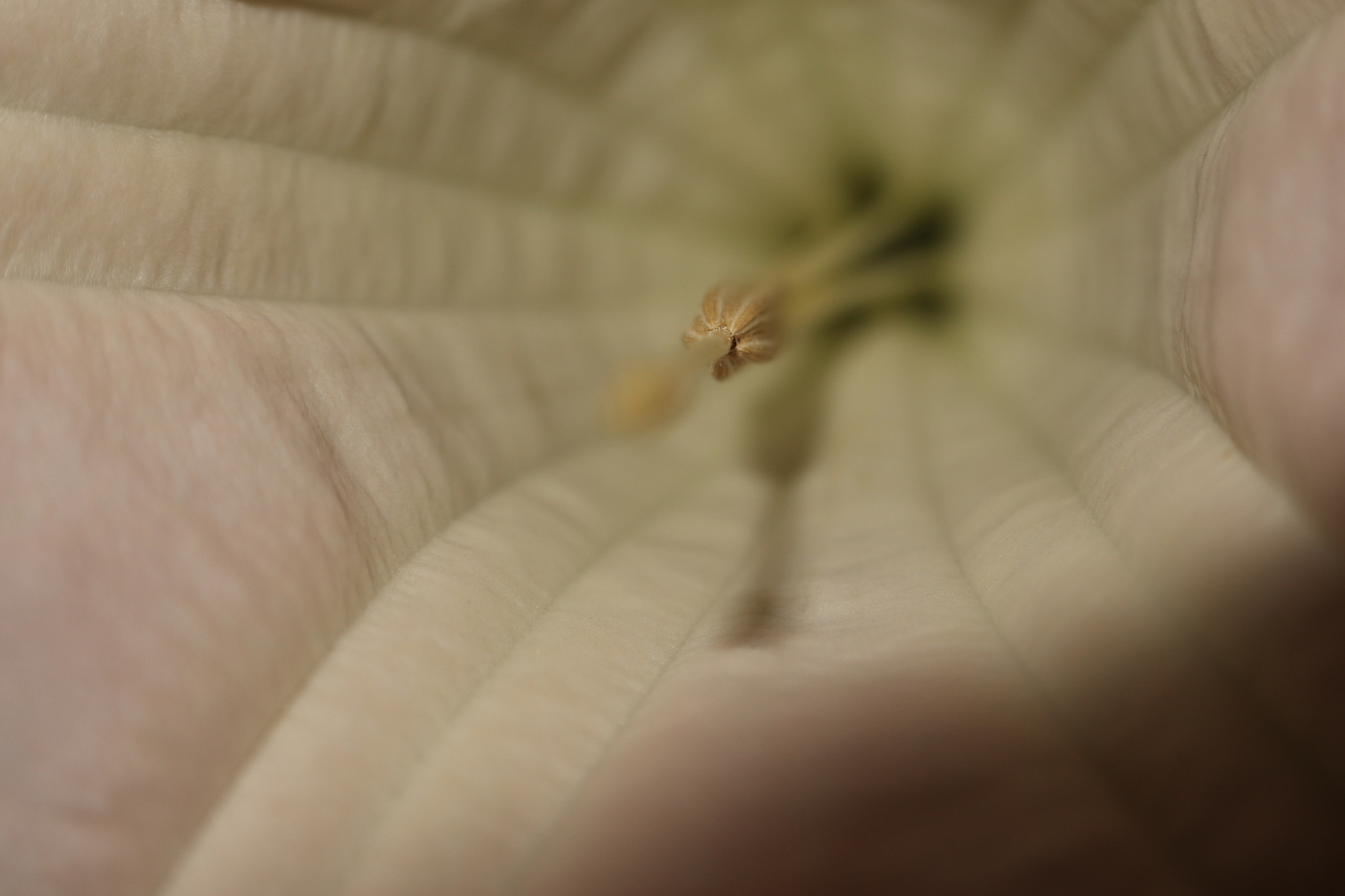 Canon EOS M10 sample photo. Flower stigma photography