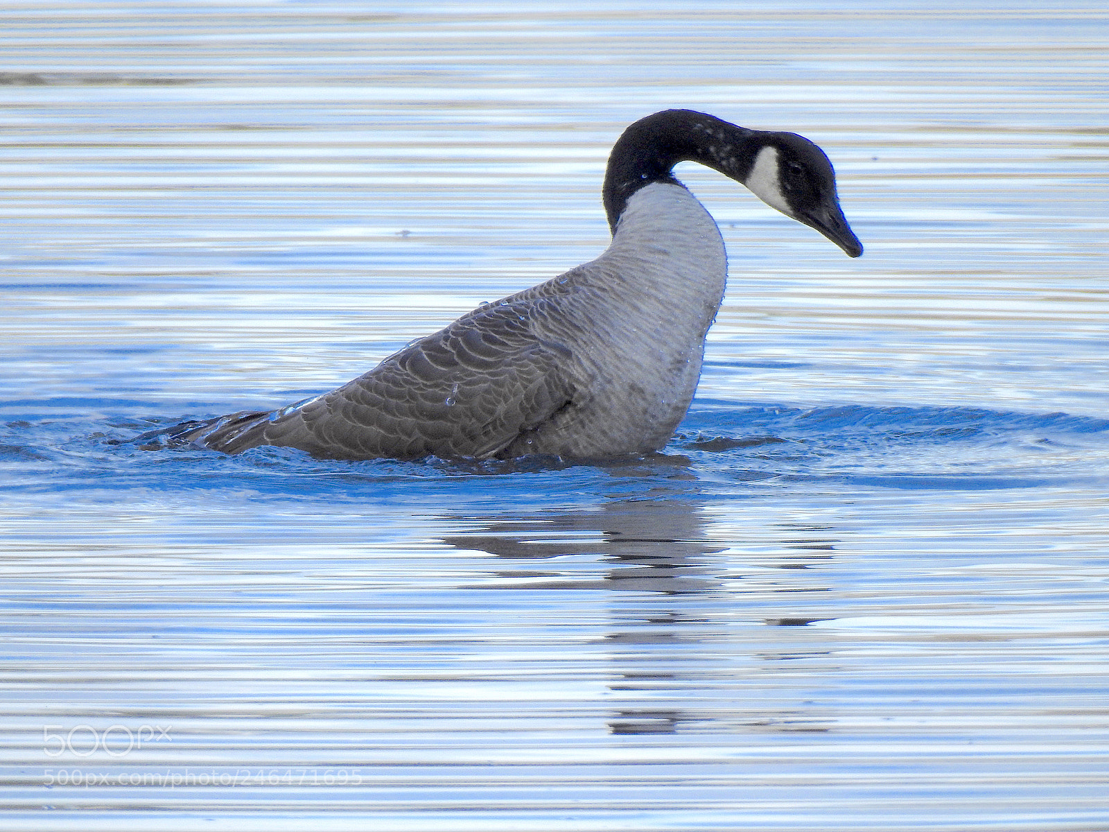 Nikon Coolpix P900 sample photo. Canada goose photography