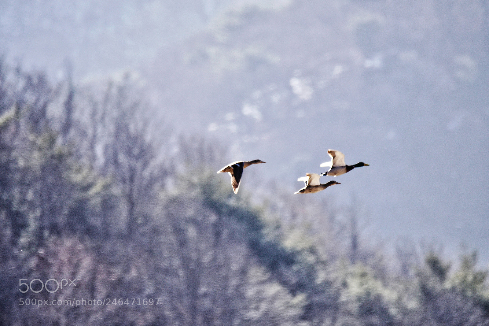 Nikon D810 sample photo. Untitled photography