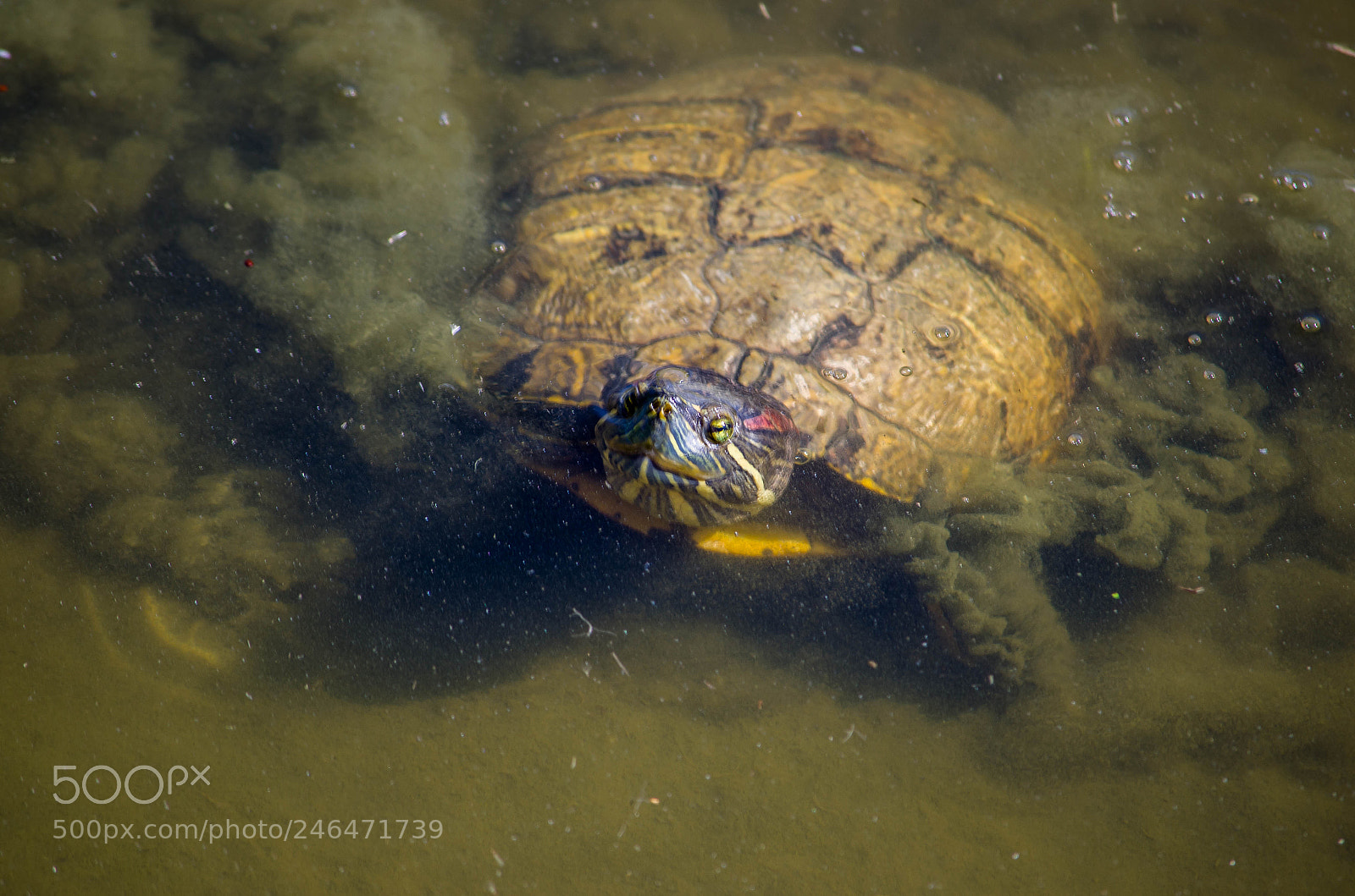 Nikon D5100 sample photo. Turtle photography