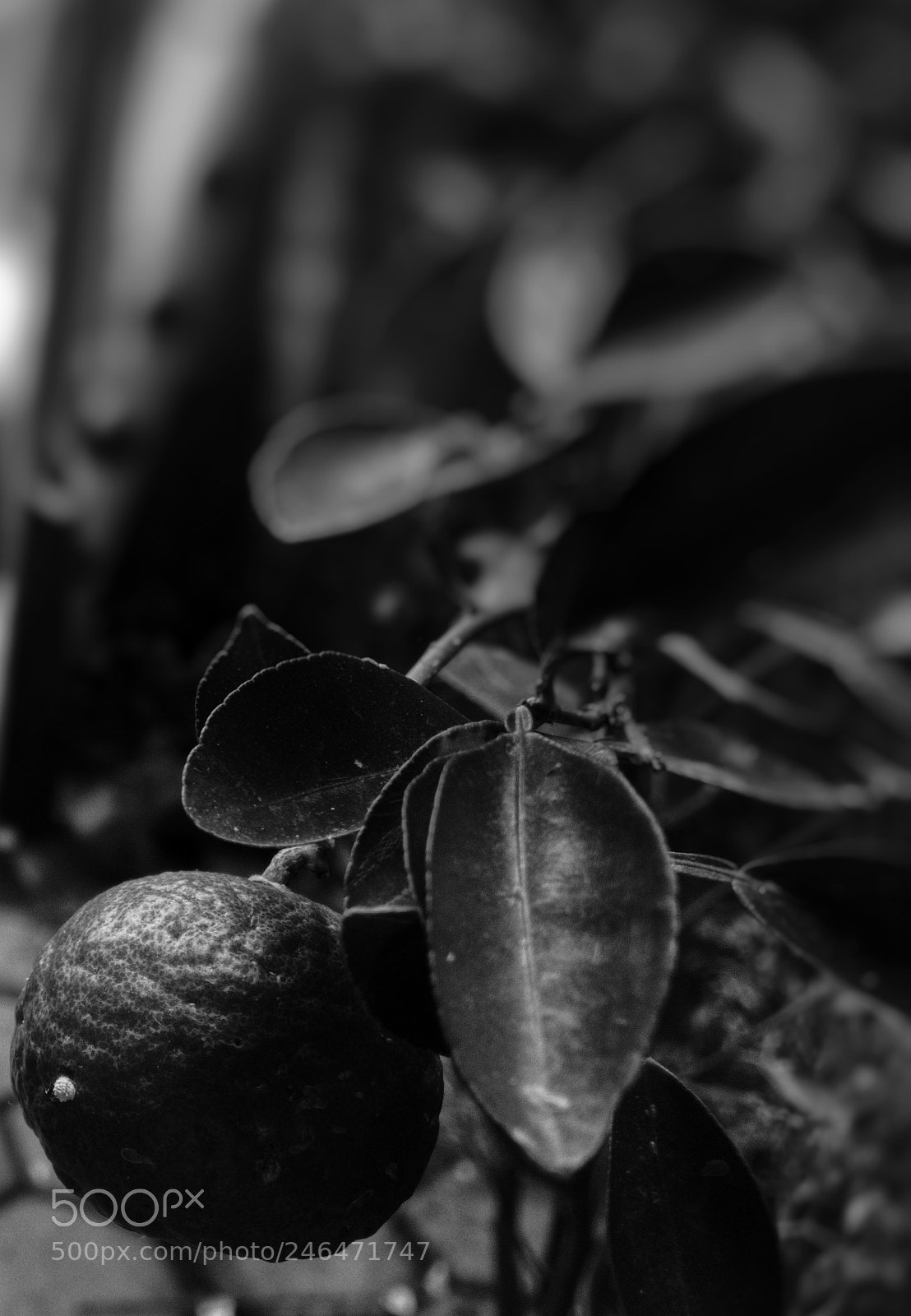 Apple iPhone 6s sample photo. Untitled photography