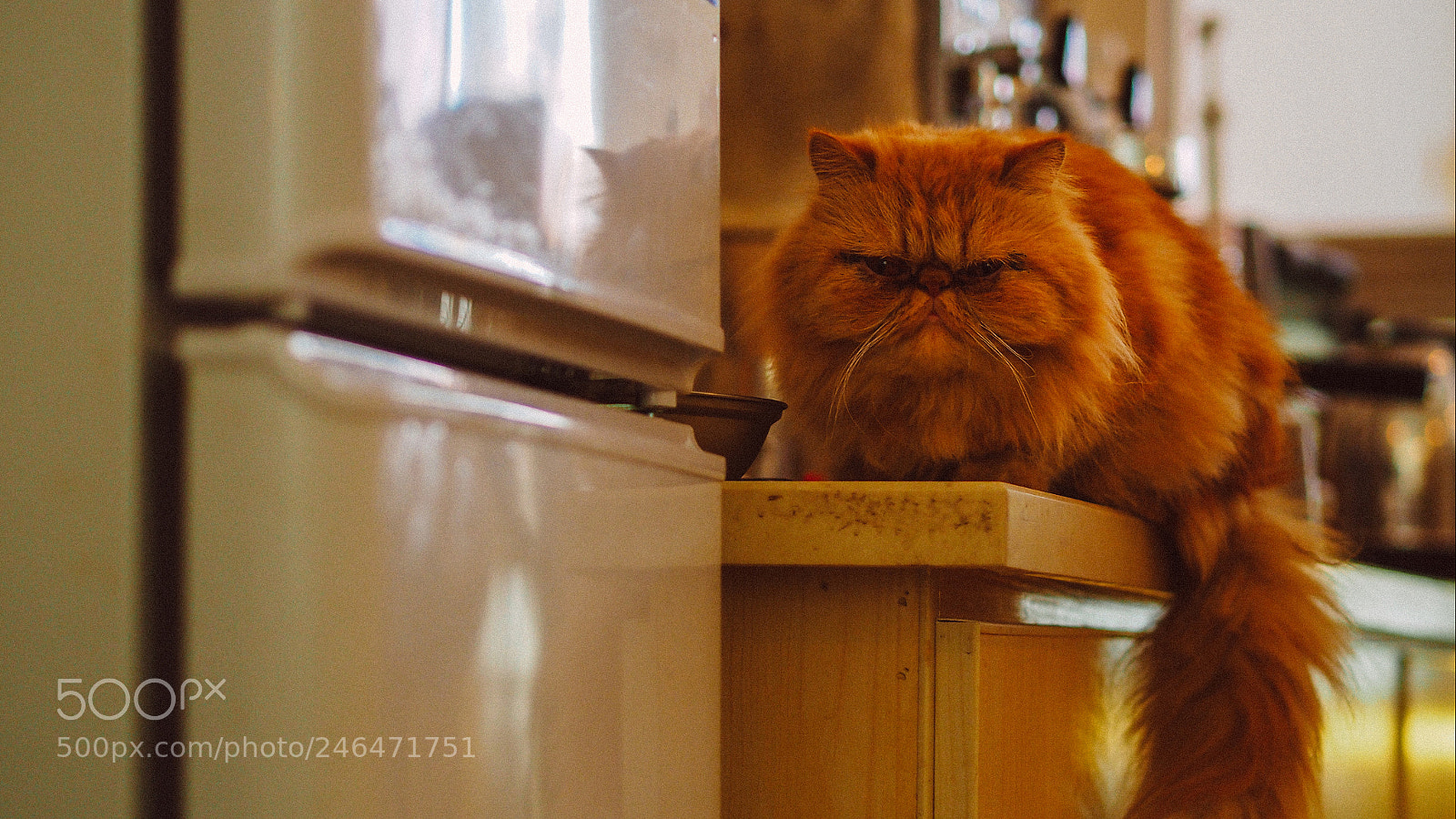 Olympus OM-D E-M10 II sample photo. Weibo：@小栗子呀233 photography
