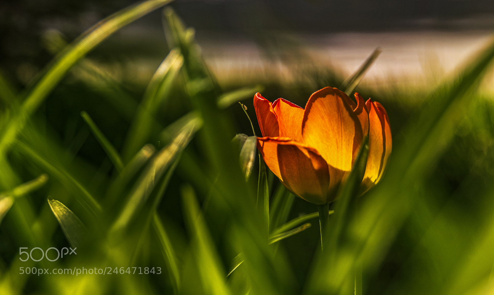 Canon EOS 7D Mark II sample photo. Flower photography