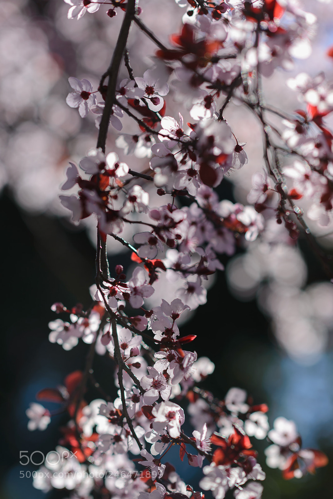 Nikon D610 sample photo. Just spring... just blossoming photography