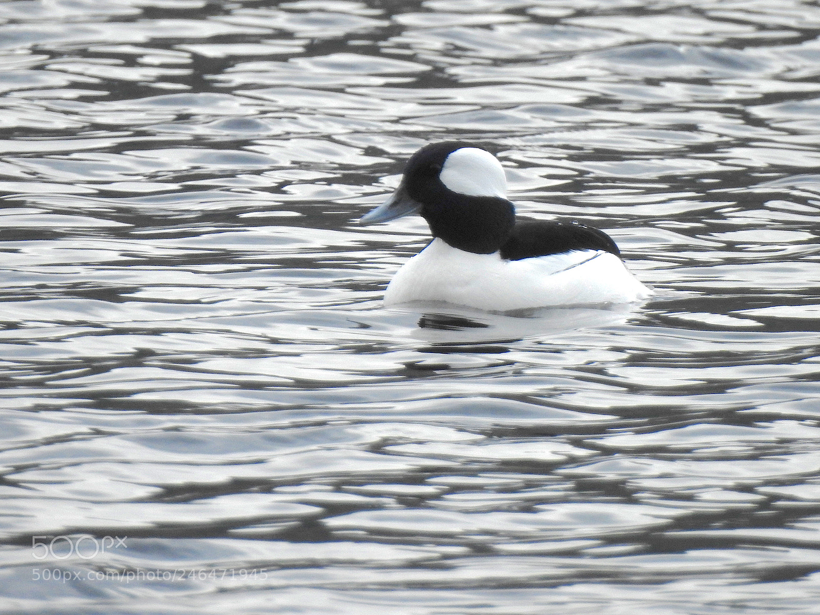 Nikon Coolpix P900 sample photo. Bufflehead photography