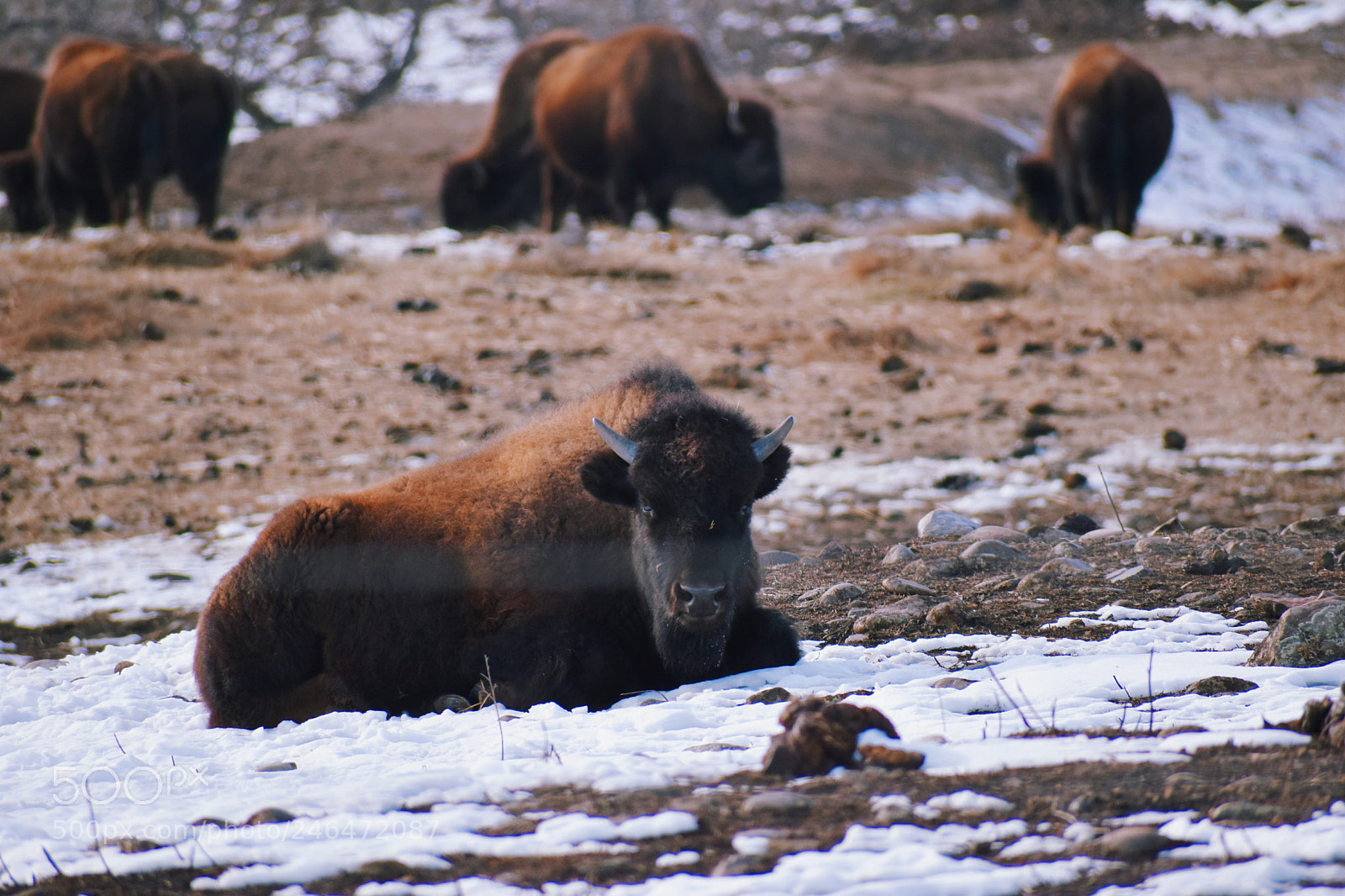 Nikon D5600 sample photo. Buffalo photography