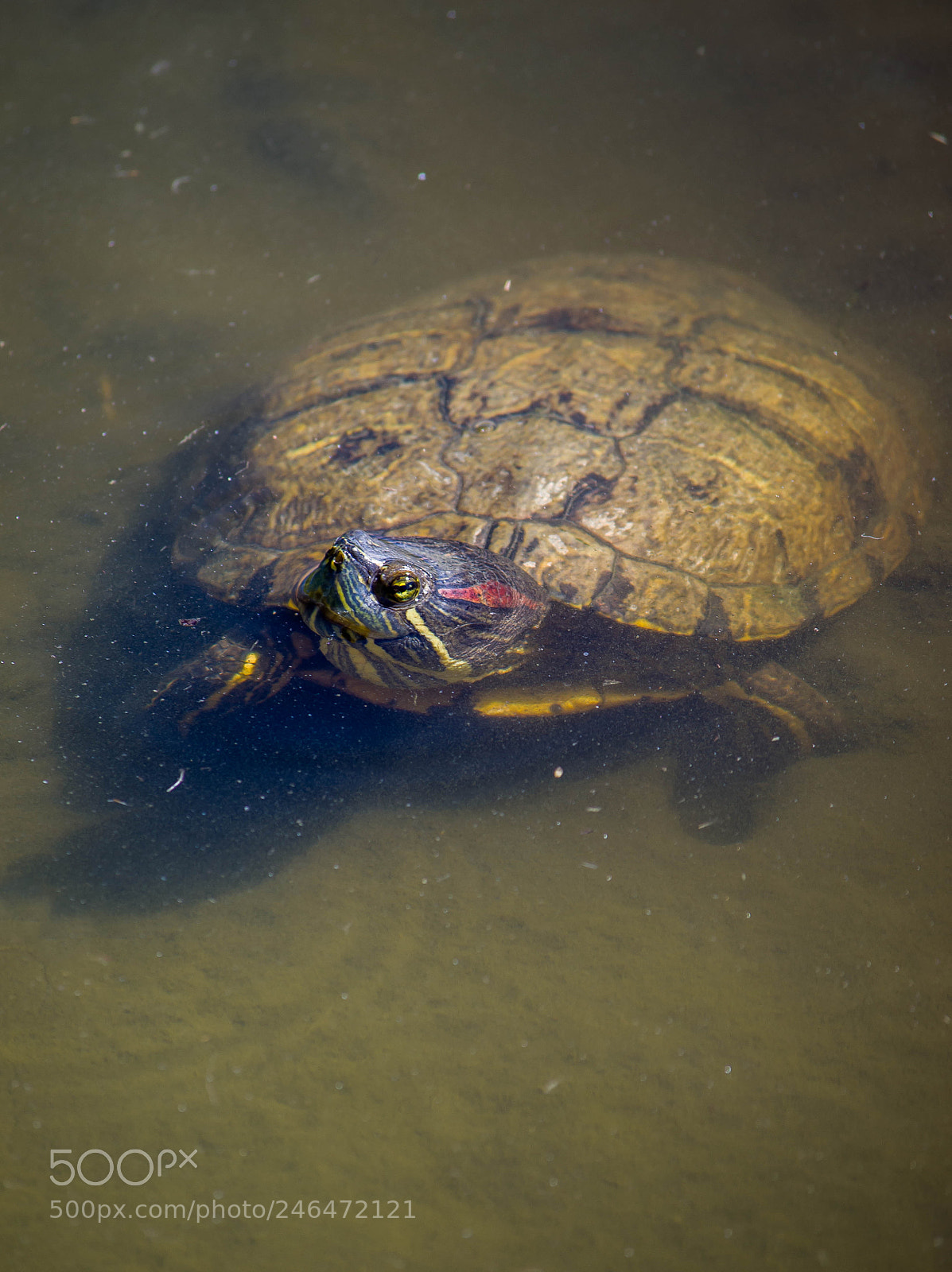 Nikon D5100 sample photo. Turtle 2 photography