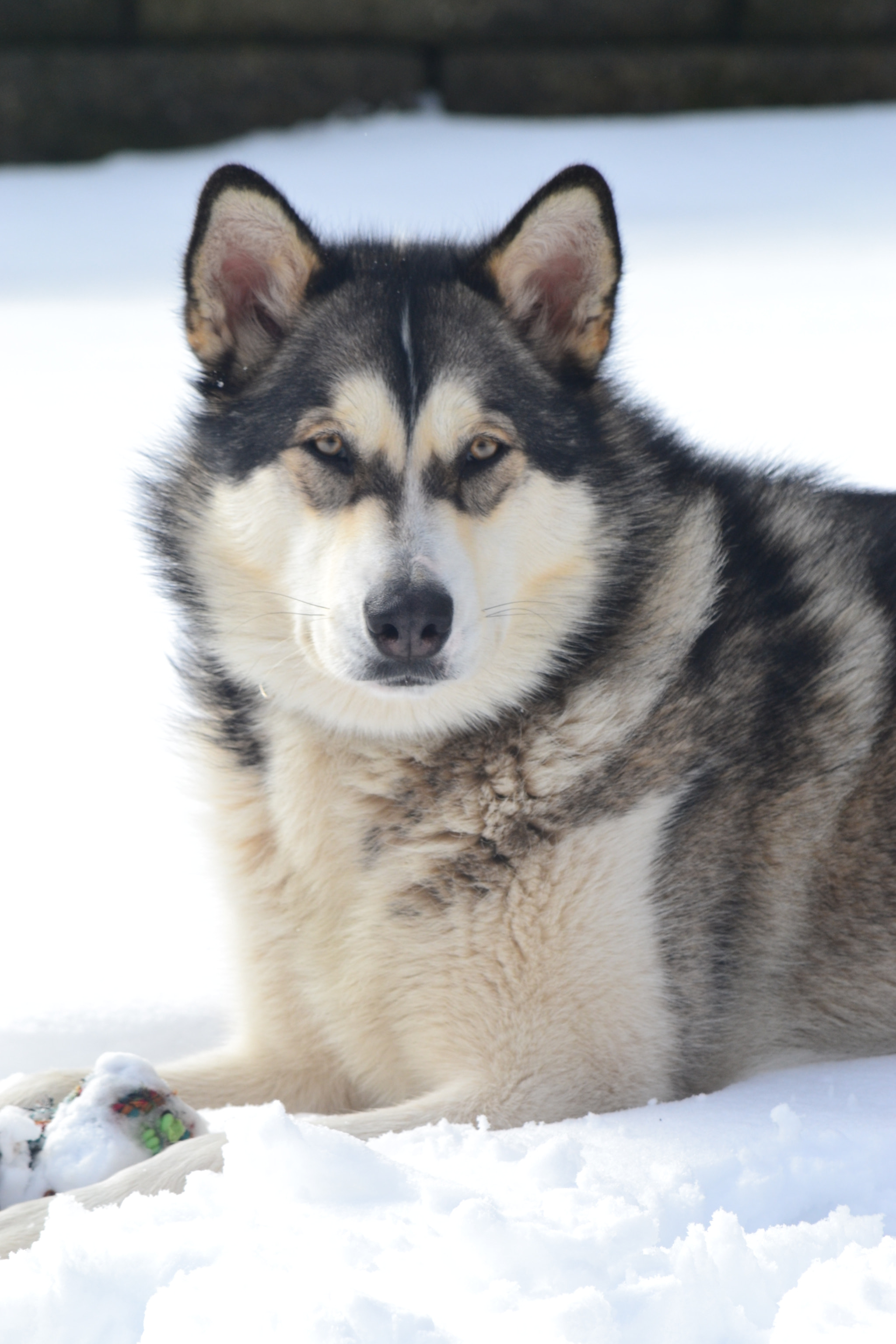 Nikon D3100 sample photo. Snowy photography