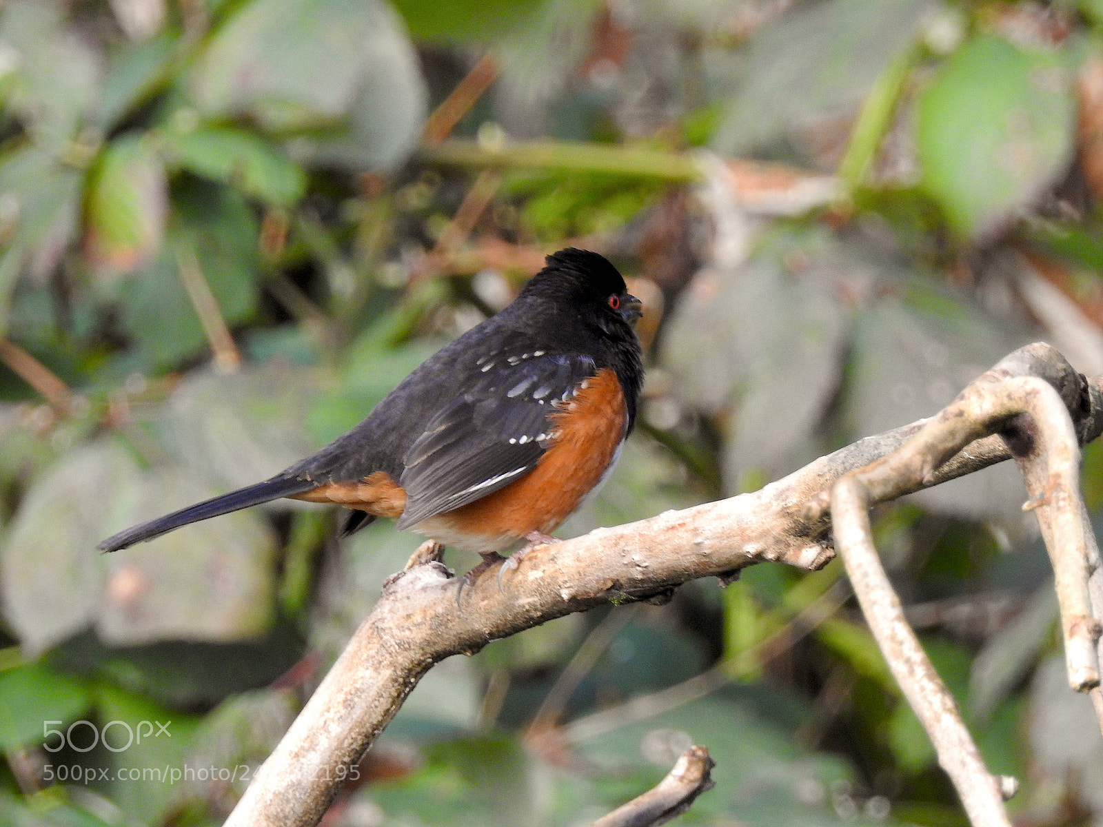 Nikon Coolpix P900 sample photo. Spotted towhee photography