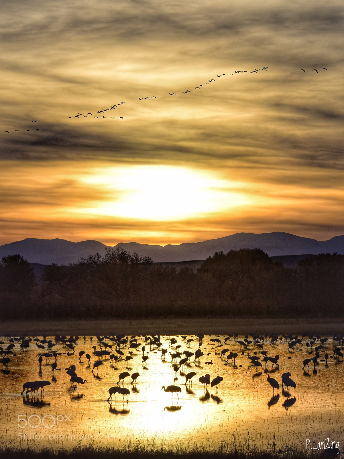 Nikon D810 sample photo. Birdland in bright gold photography