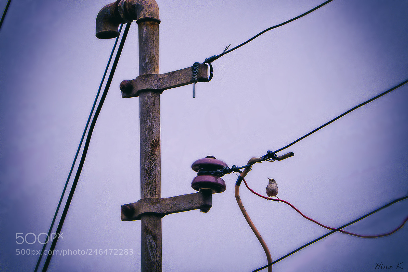 Nikon D500 sample photo. Little daredevil photography