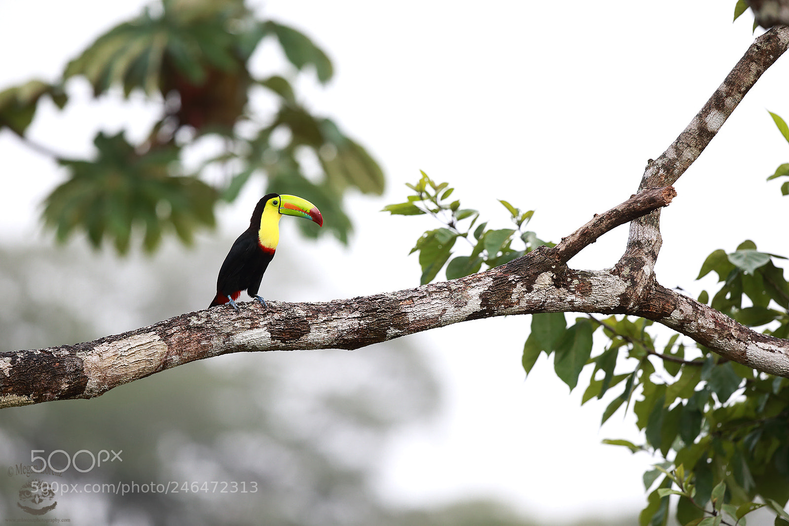 Canon EOS-1D X sample photo. Toucan photography