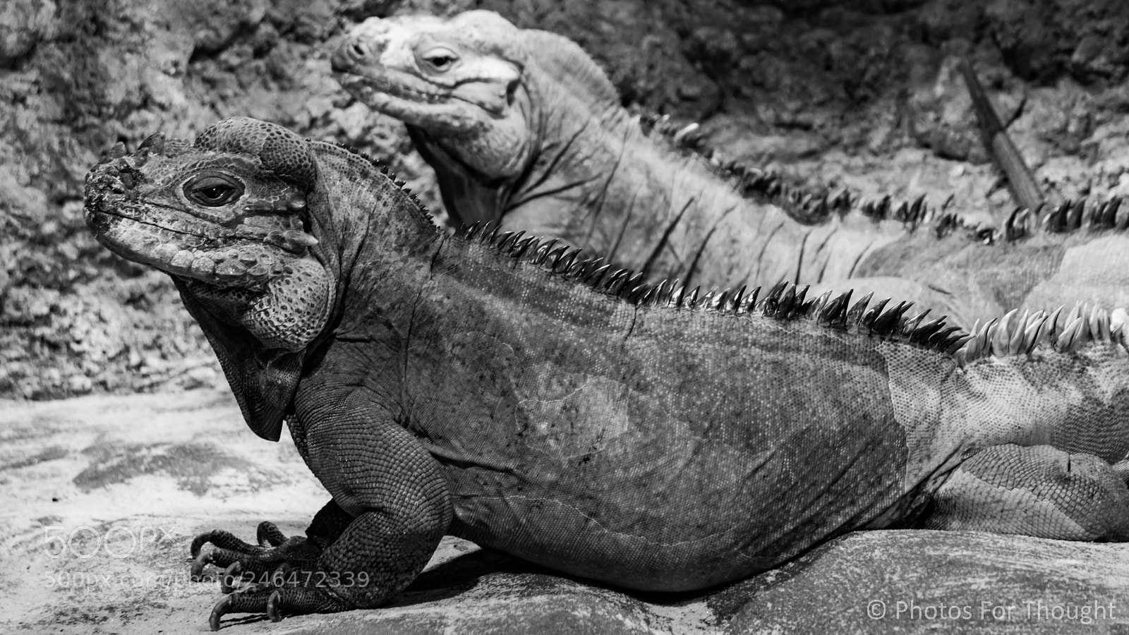 Sony Alpha NEX-5R sample photo. Godzilla photography
